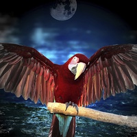 Buy canvas prints of  Macaw by moon light by Mark Cake