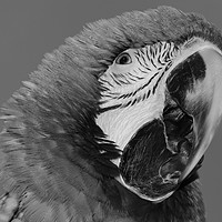 Buy canvas prints of Macaw by Mark Cake