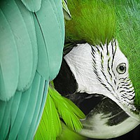 Buy canvas prints of Green macaw by Mark Cake