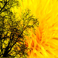 Buy canvas prints of Dandelion inferno by Mark Cake