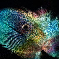 Buy canvas prints of Parrot,fish or feather by Mark Cake