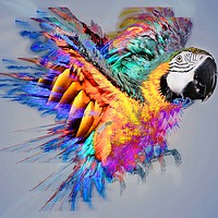 Buy canvas prints of Macaw colour burst by Mark Cake