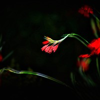 Buy canvas prints of Kaffir lily at night by Mark Cake
