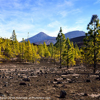 Buy canvas prints of Mt. Tiede by Michael Thompson