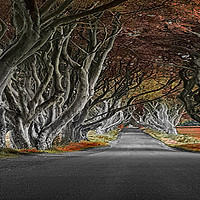 Buy canvas prints of The Dark Hedges by Michael Thompson