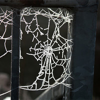 Buy canvas prints of Frosty Cobweb by Louise Wilson