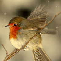 Buy canvas prints of Fly Away Robin by carl wood