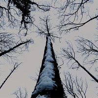 Buy canvas prints of snowy tree by Seth jones