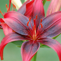 Buy canvas prints of Red and Black Lily by Shari DeOllos
