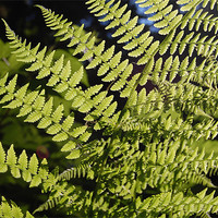 Buy canvas prints of Fern and Light by Shari DeOllos