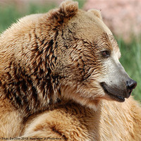 Buy canvas prints of Grizzly Bear by Shari DeOllos