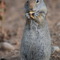 Buy canvas prints of Snacking Ground Squirrel by Shari DeOllos