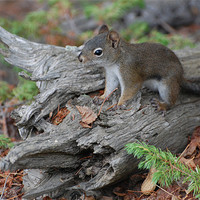 Buy canvas prints of Cute Pine Squirrel by Shari DeOllos
