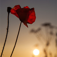 Buy canvas prints of Among the Poppies by Stuart Gennery
