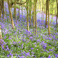 Buy canvas prints of Bluebell Woods by Stuart Gennery