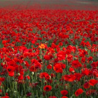 Buy canvas prints of Field of Poppies by Stuart Gennery