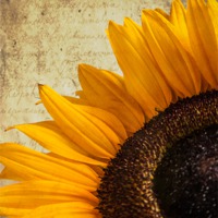 Buy canvas prints of Textured Sunflower by Stuart Gennery