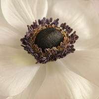 Buy canvas prints of Anemone by Stuart Gennery