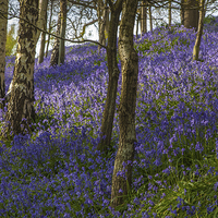 Buy canvas prints of Bluebell Woodland by Stuart Gennery