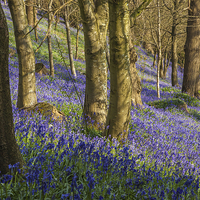 Buy canvas prints of Kent Bluebell woods by Stuart Gennery
