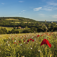Buy canvas prints of Poppies along the Darenth Valley by Stuart Gennery