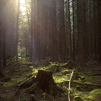 Buy canvas prints of  Whinlatter Forest by Stuart Gennery