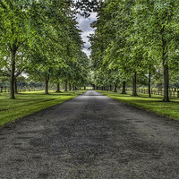 Buy canvas prints of Tree Driveway by Ian Mitchell