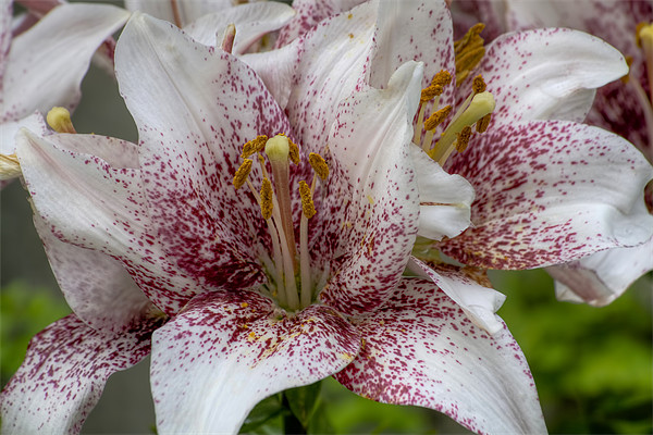 Red and white lilies. Picture Board by Ian Mitchell