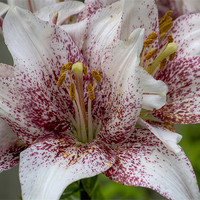 Buy canvas prints of Red and white lilies. by Ian Mitchell