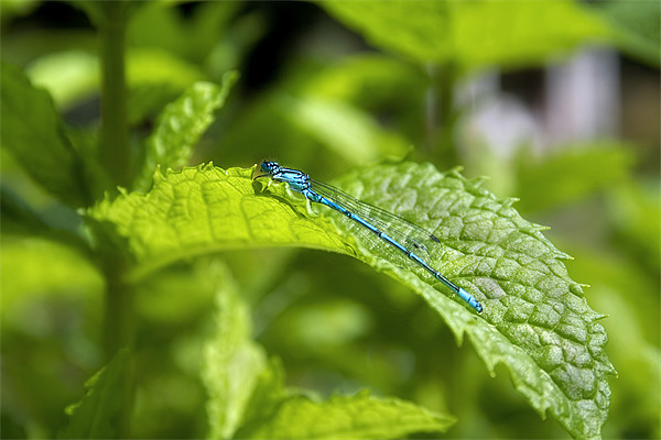 Damselfly Picture Board by Ian Mitchell