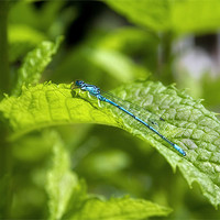 Buy canvas prints of Damselfly by Ian Mitchell