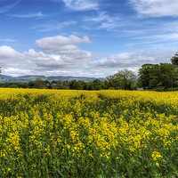 Buy canvas prints of Summer Meadow by Ian Mitchell