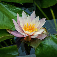 Buy canvas prints of Water Lilly by Ian Mitchell