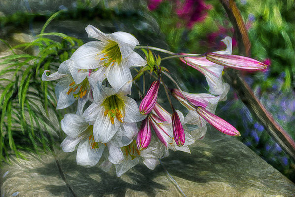 Summer Lilies  Picture Board by Ian Mitchell