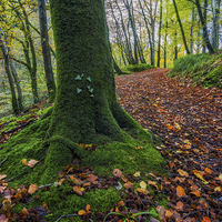 Buy canvas prints of Autumn Forest Walk  by Ian Mitchell
