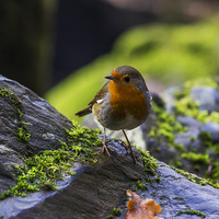 Buy canvas prints of Winter Robin  by Ian Mitchell