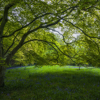 Buy canvas prints of  Bluebell Meadow by Ian Mitchell