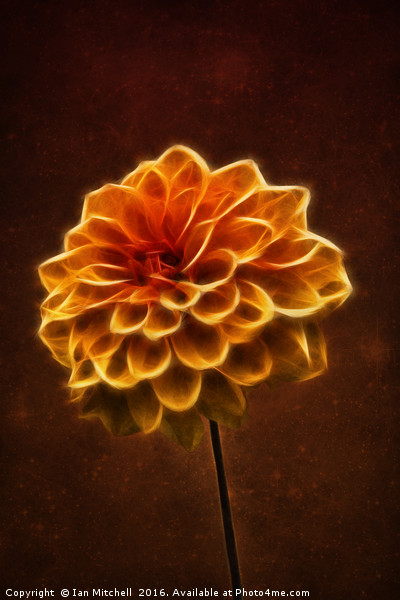 Dahlia Art Picture Board by Ian Mitchell