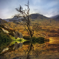 Buy canvas prints of Lone Tree by Ian Mitchell