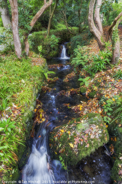 Autumn Forest Stream Picture Board by Ian Mitchell