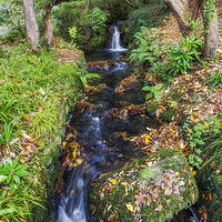 Buy canvas prints of Autumn Forest Stream by Ian Mitchell