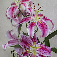 Buy canvas prints of Pink Lillies by Ian Mitchell