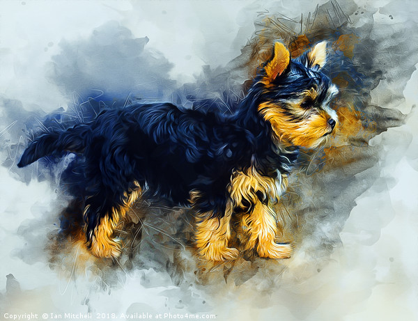 Yorkshire Terrier Picture Board by Ian Mitchell