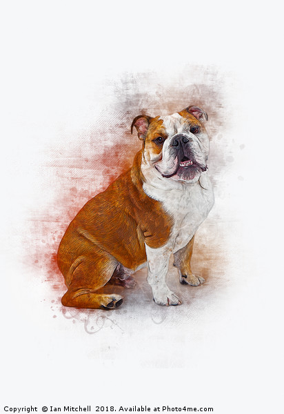 Bulldog Picture Board by Ian Mitchell