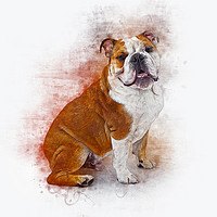 Buy canvas prints of Bulldog by Ian Mitchell