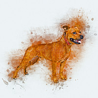 Buy canvas prints of Staffordshire Bull Terrier by Ian Mitchell