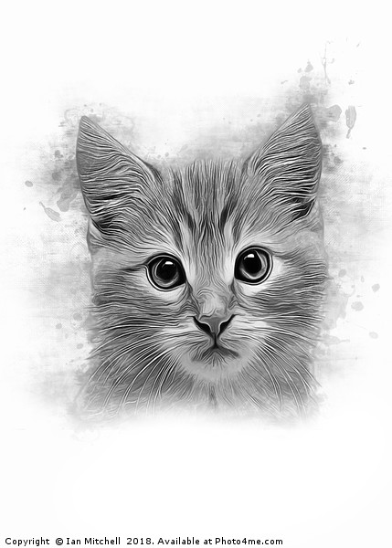 Cat Portrait Picture Board by Ian Mitchell