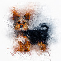 Buy canvas prints of Yorkshire Terrier by Ian Mitchell