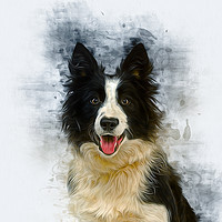 Buy canvas prints of Border Collie Art by Ian Mitchell