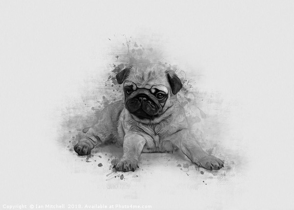 Pug Art Picture Board by Ian Mitchell